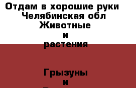 Отдам в хорошие руки - Челябинская обл. Животные и растения » Грызуны и Рептилии   . Челябинская обл.